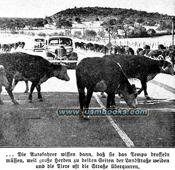 traffic delays due to cattle in the USA